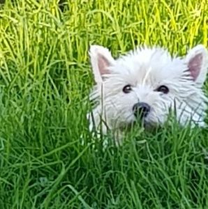 Meet your Posher, Cynthia